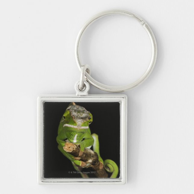Madagascar Key Ring (Front)