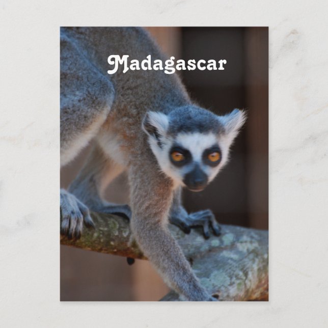 Madagascar Lemur Postcard (Front)