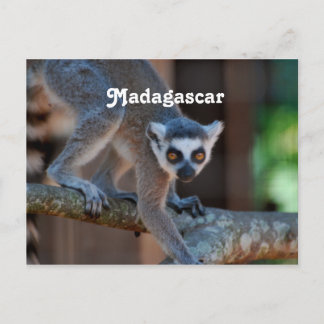 Madagascar Lemur Postcard