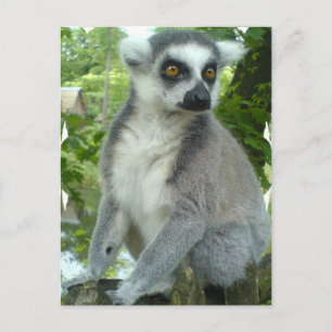 Madagascar Lemur Postcard