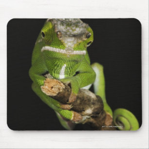 Madagascar Mouse Mat