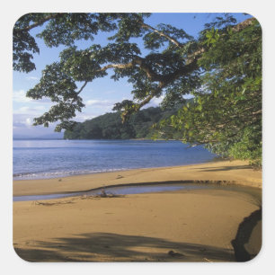 Madagascar, Nosy Mangabe Special Reserve, on Square Sticker