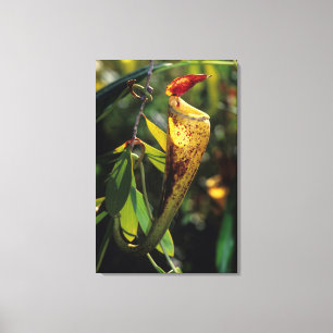 Madagascar Pitcher Plant Canvas Print