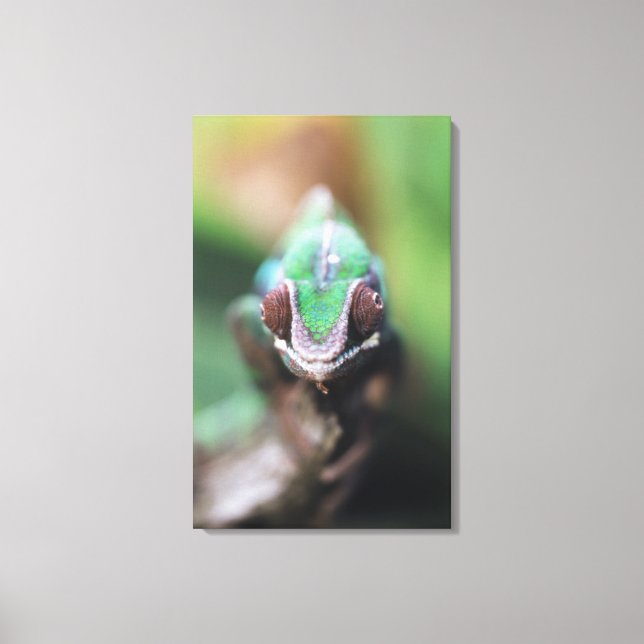 Madagascar, Red bar Panther Chameleon Canvas Print (Front)