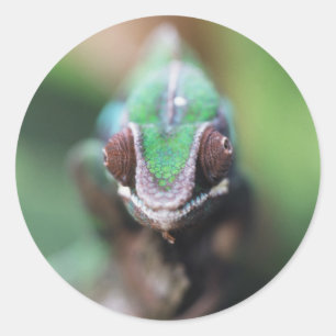Madagascar, Red bar Panther Chameleon Classic Round Sticker