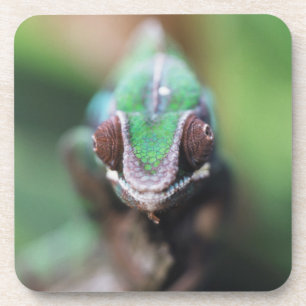 Madagascar, Red bar Panther Chameleon Coaster