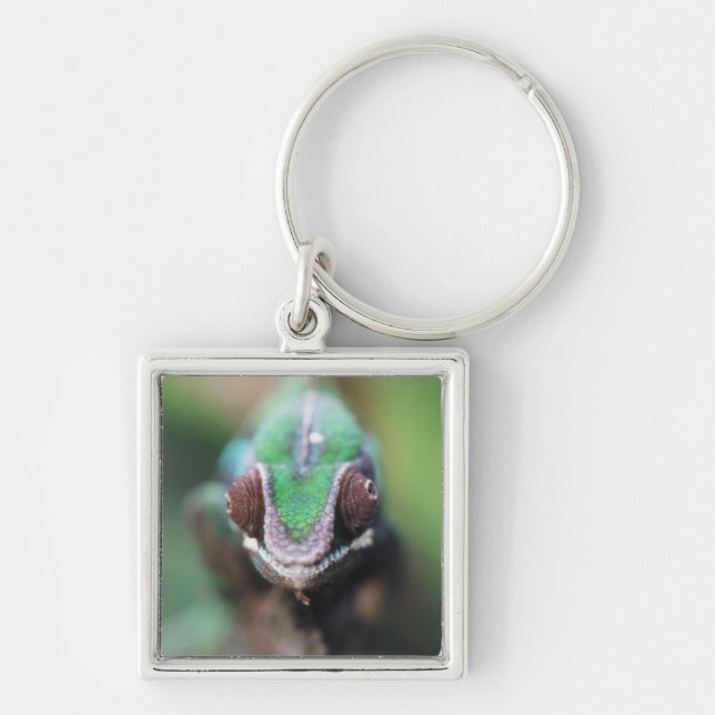 Madagascar, Red bar Panther Chameleon Key Ring (Front)
