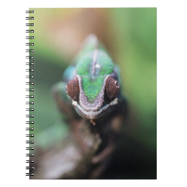 Madagascar, Red bar Panther Chameleon Notebook (Front)