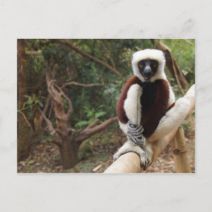 Madagascar Wildlife Safaki Lemur Postcard