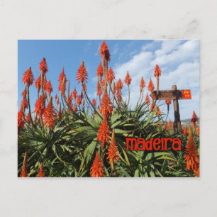 Madeira Aloe postcard, customise Postcard