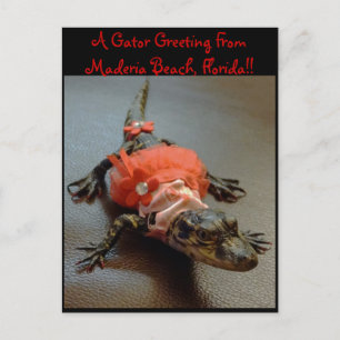 Maderia Beach, Florida Gator Greeting Post Card