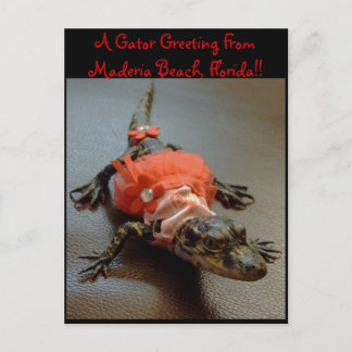 Maderia Beach, Florida Gator Greeting Post Card