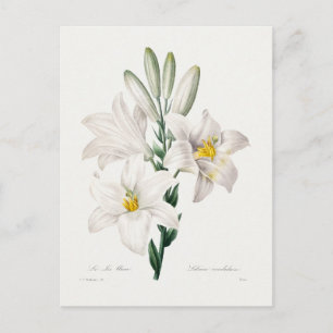 Madonna Lily Postcard