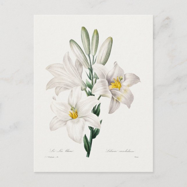 Madonna Lily  Postcard (Front)