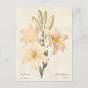 Madonna Lily Vintage Botanical Illustration Postcard