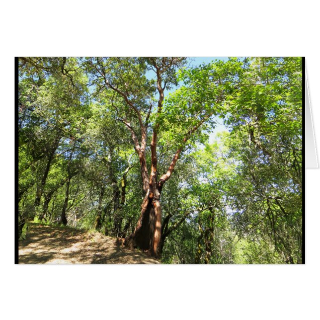 Madrone Tree on Sonoma Mountain Trail (Front Horizontal)