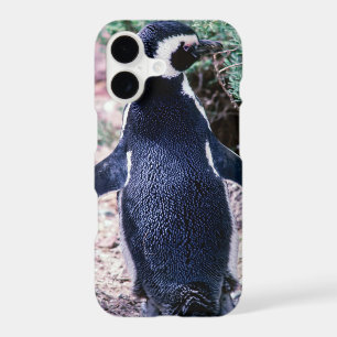 Magellanic Penguin in Peninsula Valdes - Argentina