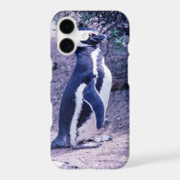 Magellanic Penguin in Peninsula Valdes - Argentina