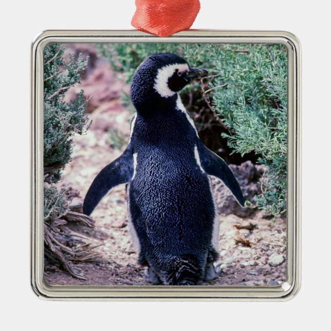 Magellanic Penguin in Peninsula Valdes - Argentina Metal Tree Decoration (Front)