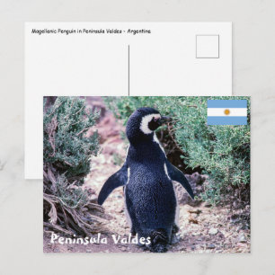 Magellanic Penguin in Peninsula Valdes - Argentina Postcard