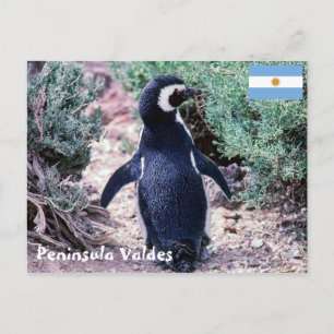 Magellanic Penguin in Peninsula Valdes - Argentina Postcard