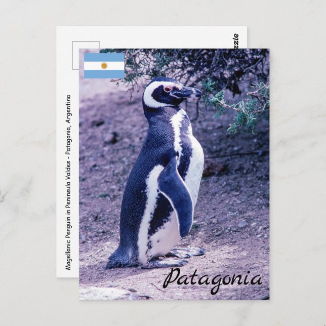 Magellanic Penguin in Peninsula Valdes - Patagonia Postcard (Front/Back)