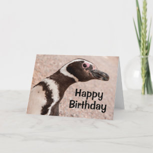 Magellanic Penguin, Patagonia, Argentina Card