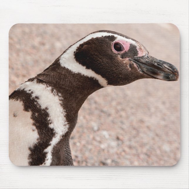 Magellanic Penguin, Patagonia, Argentina Mouse Mat (Front)