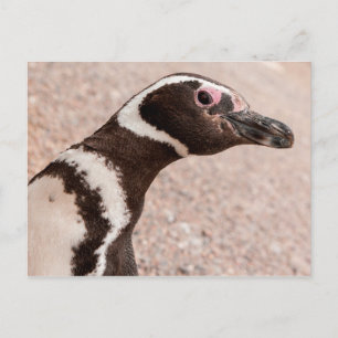 Magellanic Penguin, Patagonia, Argentina Postcard