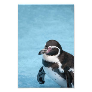 Magellanic Penguin Photo Print