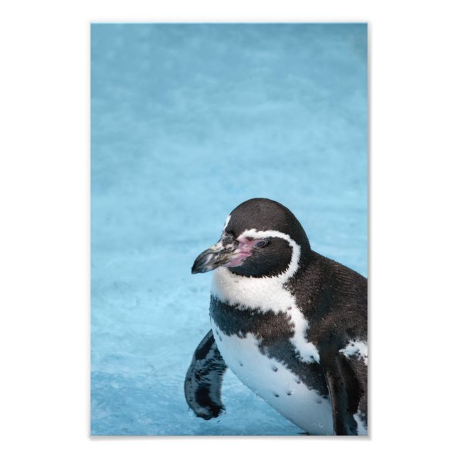 Magellanic Penguin Photo Print (Front)