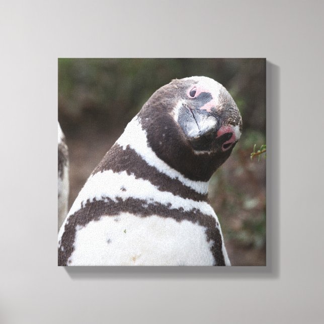 Magellanic Penguin Portrait Canvas Print (Front)