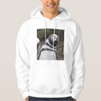 Magellanic Penguin Portrait