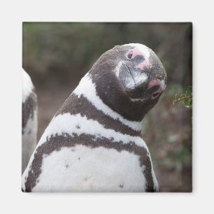Magellanic Penguin Portrait Magnet