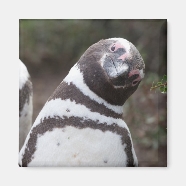 Magellanic Penguin Portrait Magnet (Front)