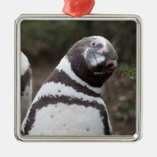 Magellanic Penguin Portrait Metal Tree Decoration