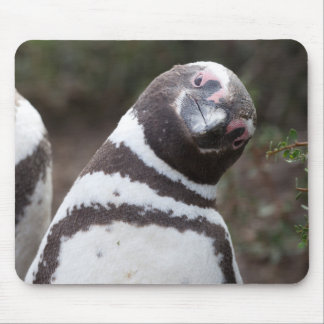 Magellanic Penguin Portrait Mouse Mat