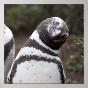 Magellanic Penguin Portrait Poster