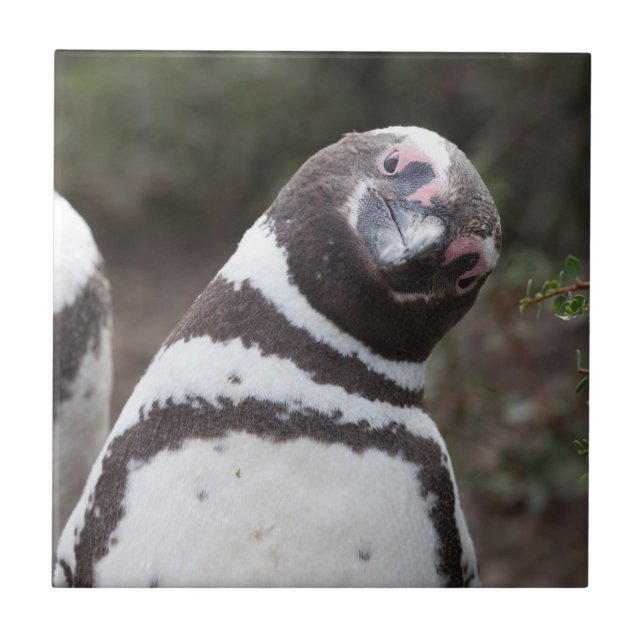 Magellanic Penguin Portrait Tile (Front)