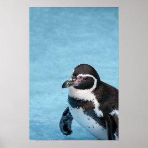 Magellanic Penguin Poster