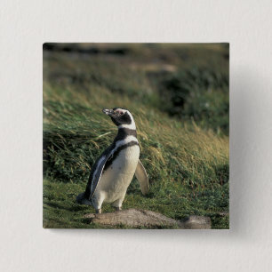 Magellanic Penguin (Spheniscus magellanicus), 15 Cm Square Badge