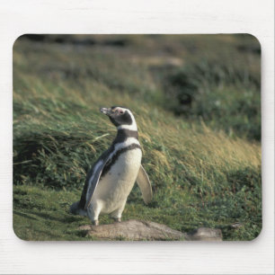Magellanic Penguin (Spheniscus magellanicus), Mouse Mat