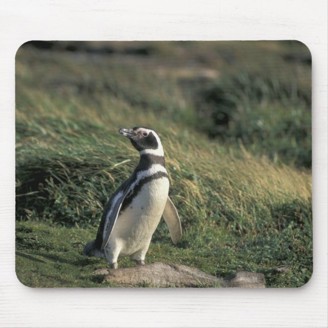 Magellanic Penguin (Spheniscus magellanicus), Mouse Mat (Front)