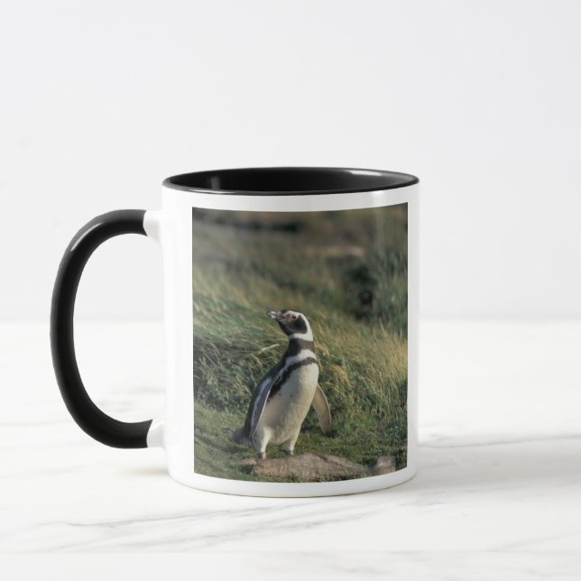 Magellanic Penguin (Spheniscus magellanicus), Mug (Left)