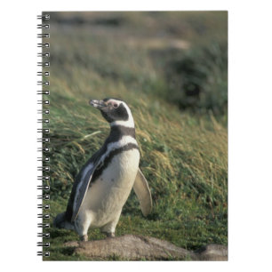 Magellanic Penguin (Spheniscus magellanicus), Notebook