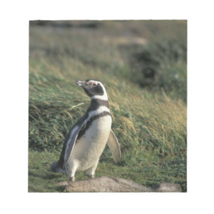 Magellanic Penguin (Spheniscus magellanicus), Notepad
