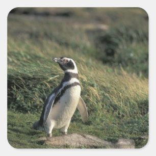 Magellanic Penguin (Spheniscus magellanicus), Square Sticker