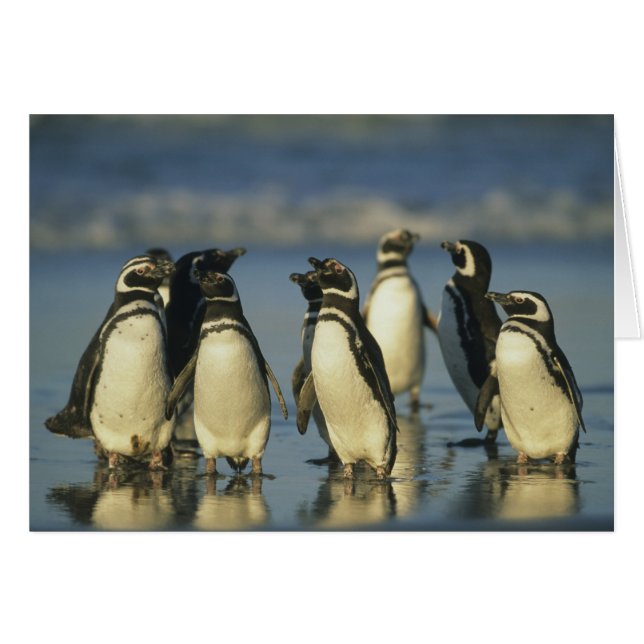 Magellanic Penguins, Spheniscus (Front Horizontal)
