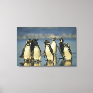 Magellanic Penguins, Spheniscus Canvas Print