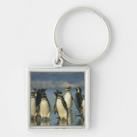 Magellanic Penguins, Spheniscus